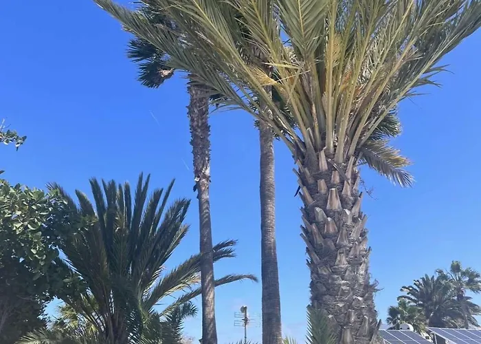 Rosa * Puerto del Carmen (Lanzarote)